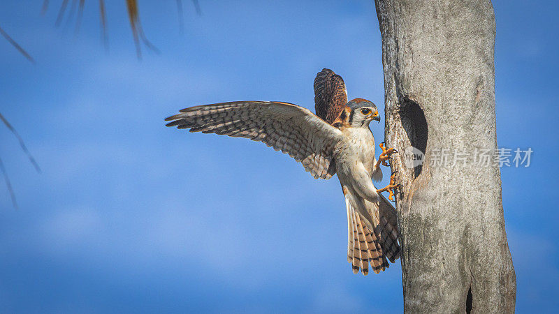 美洲红隼筑巢，(Falco sparverius)， Cernícalo，美洲红隼靠近它的巢。